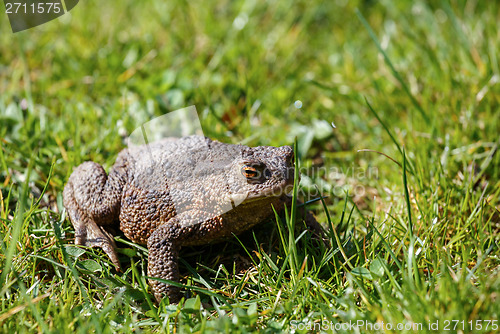 Image of brown toad in the garden