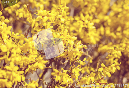 Image of Yellow flower Forsythia