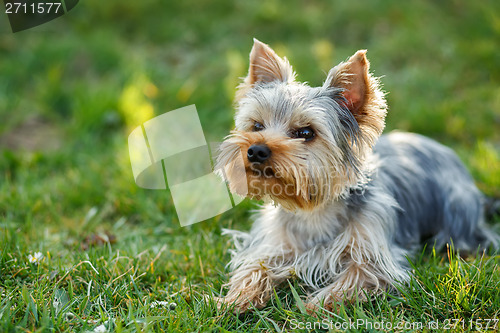 Image of Cute small yorkshire terrier