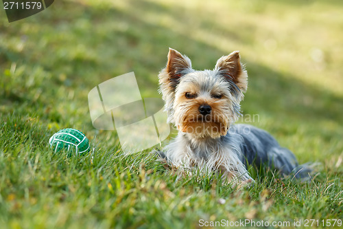 Image of Cute small yorkshire terrier