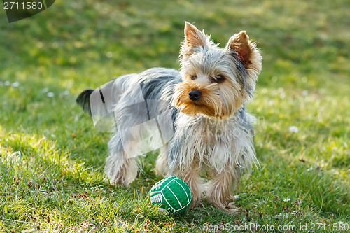 Image of Cute small yorkshire terrier