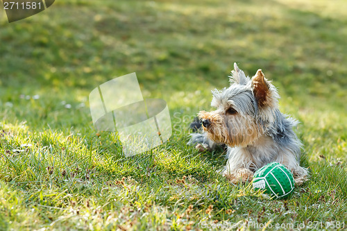Image of Cute small yorkshire terrier
