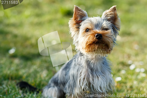 Image of Cute small yorkshire terrier