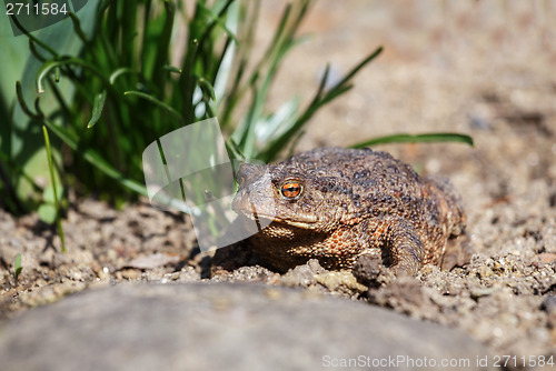 Image of brown toad in the garden