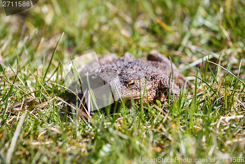 Image of brown toad in the garden
