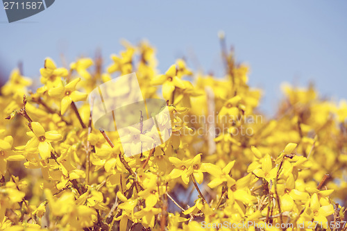 Image of Blooming forthysia in spring