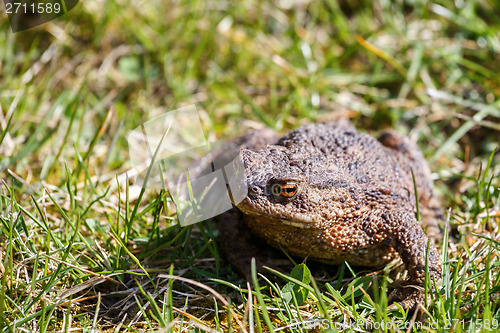 Image of brown toad in the garden