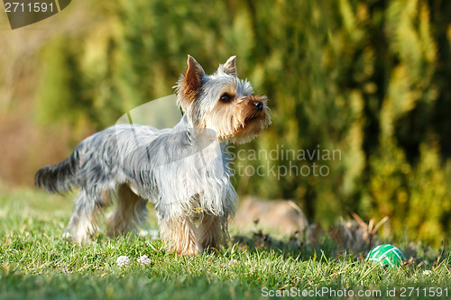 Image of Cute small yorkshire terrier