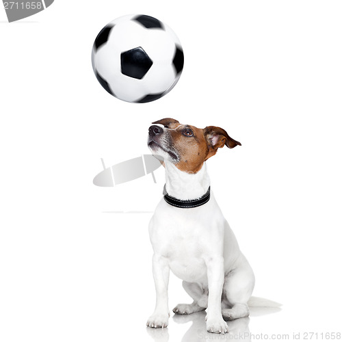 Image of soccer dog 