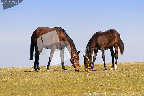 Image of Grazing horses