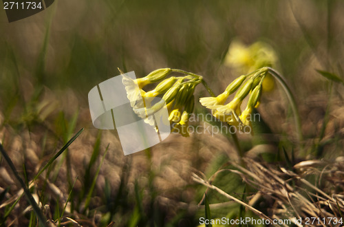 Image of Cowslip (Primula veris)