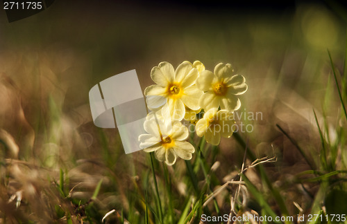 Image of Cowslip (Primula veris)