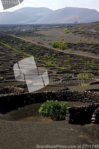 Image of viticulture  winery  wall crops  cultivation 