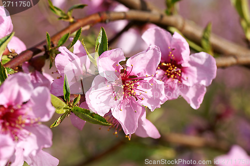 Image of Peach blossoms