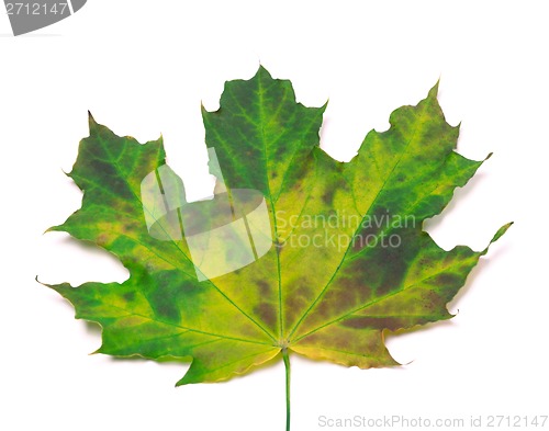 Image of Multicolor maple-leaf. Close-up view