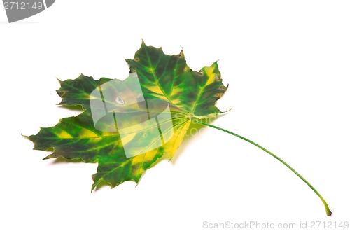 Image of Multicolor maple leaf