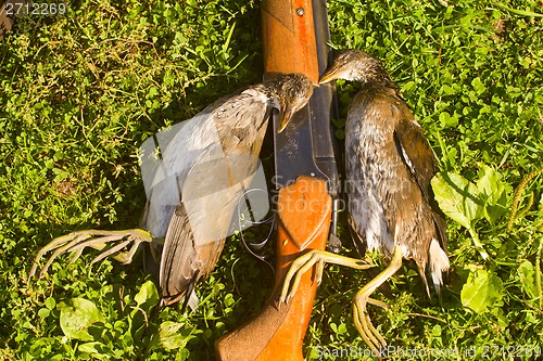 Image of hunting trophy, crake,  marsh game, on a green grass