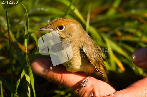 Image of   blackcap bird on a hand on solar  light