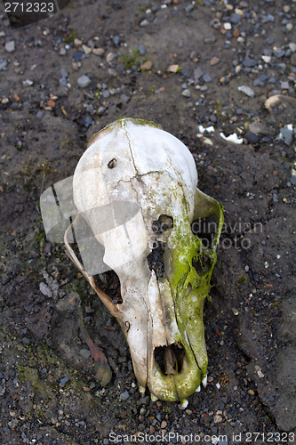 Image of Polar bear skull