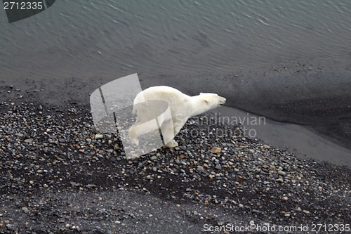 Image of Arctic Polar bear in natural environment