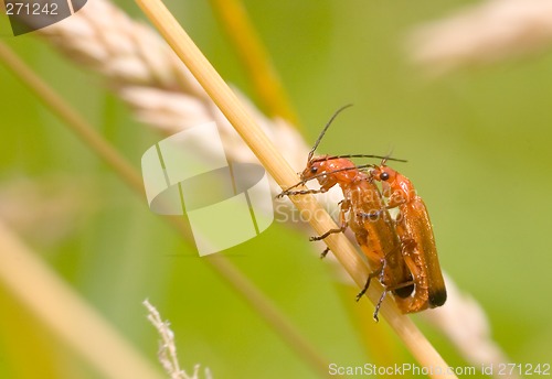 Image of red bugs