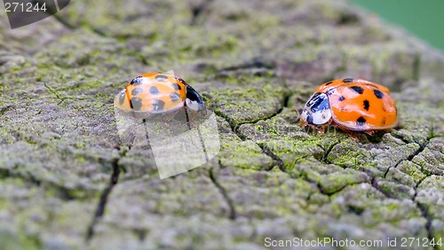 Image of ladybugs