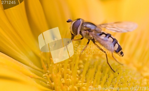 Image of yellow fly