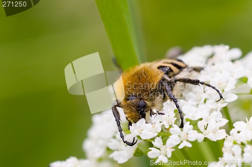 Image of Scarab beetle