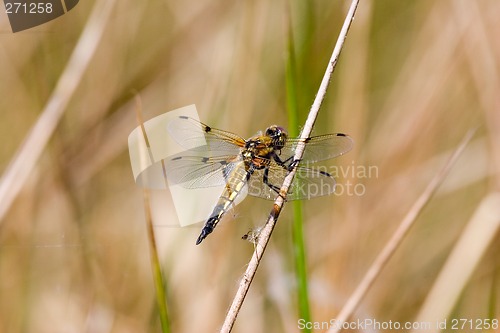 Image of golden dragon