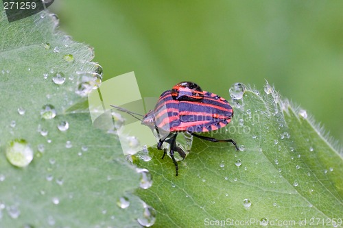Image of Red Bug