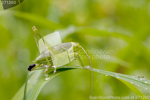 Image of blue hopper