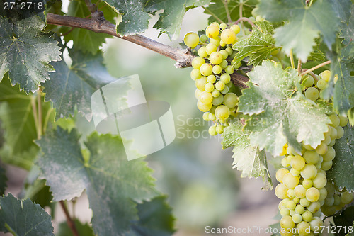 Image of Lush White Grape Bushels Vineyard in The Morning Sun