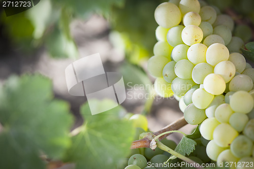 Image of Lush White Grape Bushels Vineyard in The Morning Sun