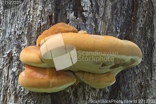 Image of Shelf Fungus on the Tree