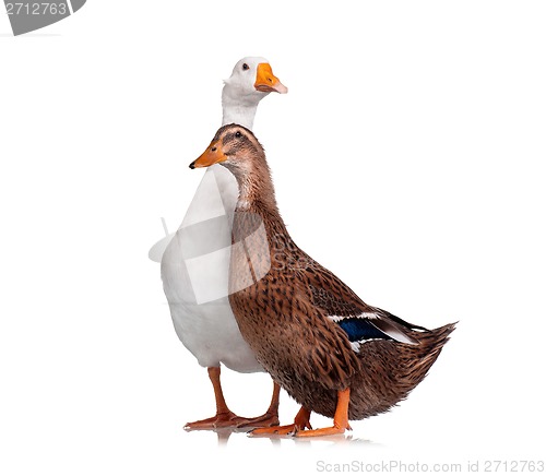 Image of Duck and goose