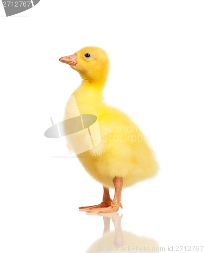 Image of Domestic gosling