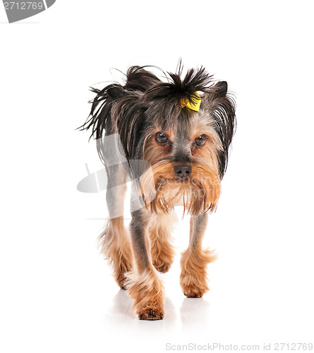 Image of Yorkshire terrier