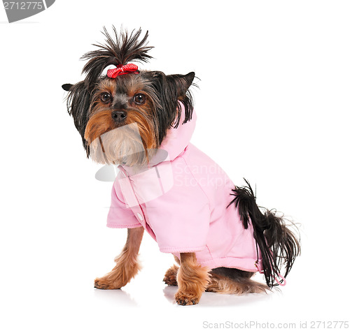Image of Yorkshire terrier