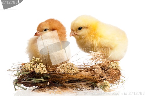 Image of Two chickens