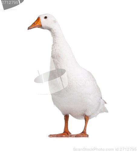 Image of Domestic goose