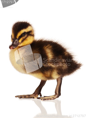 Image of Domestic duckling