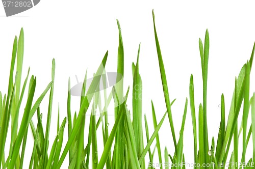 Image of Wheat grass