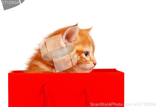 Image of Red kitten