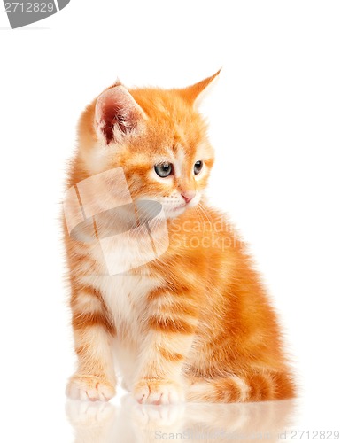 Image of Red kitten