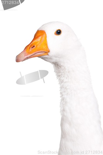 Image of Domestic goose