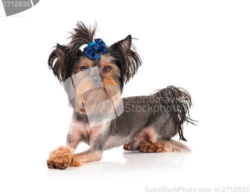 Image of Yorkshire terrier