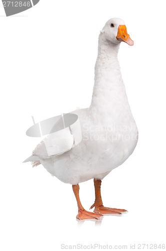 Image of Domestic goose