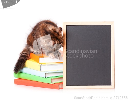 Image of Kitten with chalkboard