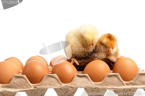 Image of Eggs and chicken