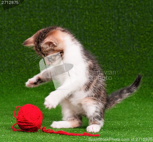 Image of Kitten playing